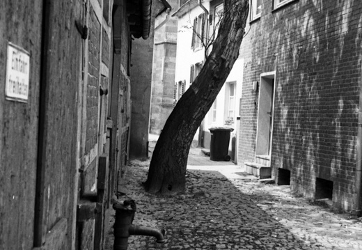 walnussbaum 1978