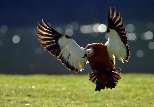 Rostgans im Flug