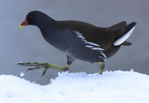 Teichhuhn im Schnee