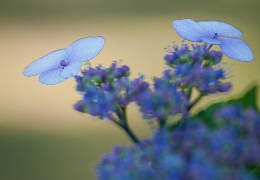 Blütenstand einer Hortensie