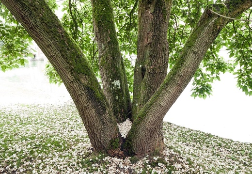 Catalpa an der Gräfte