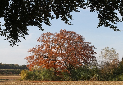 Herbstliche Impressionen