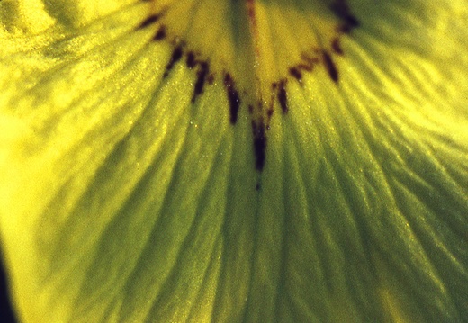 Blüten im Frühjahr