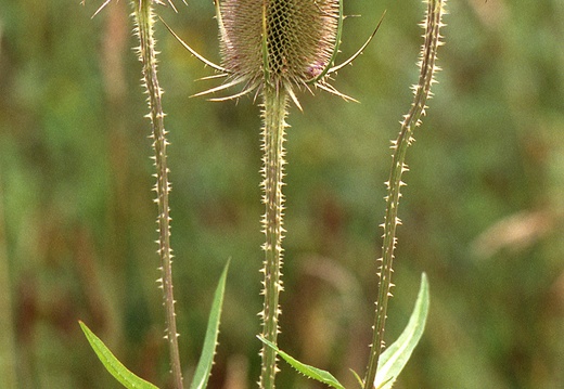 Blüten im Sommer