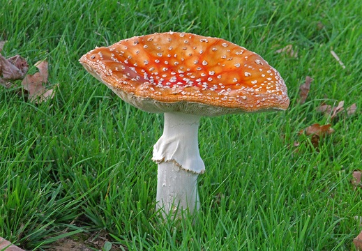 C39 2010 09 30 0932 Web
