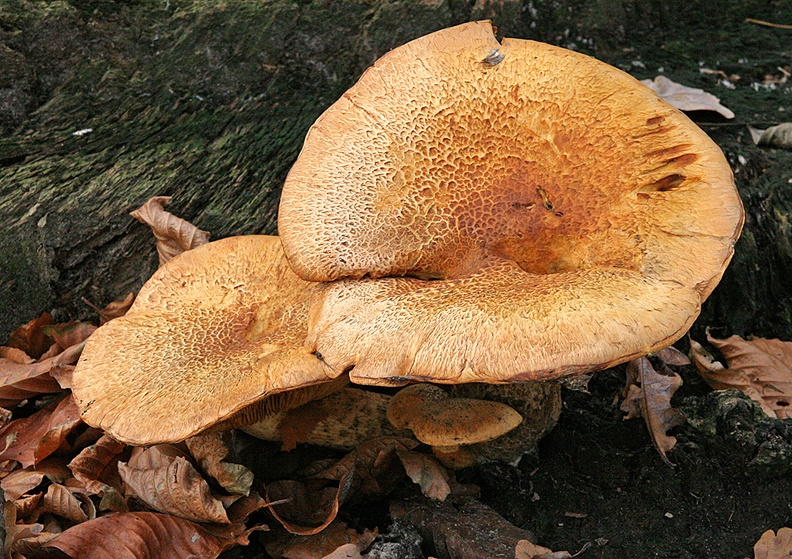 C14_2006_11_26_0020_Web.jpg