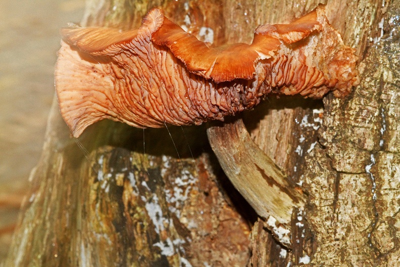 C39_2010_09_30_0802_Web.jpg
