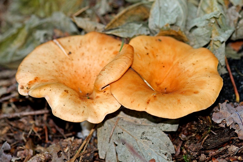 C39_2010_09_30_0862_Web.jpg