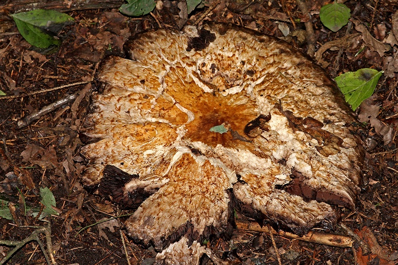 C39_2010_09_30_0916_WQeb.jpg