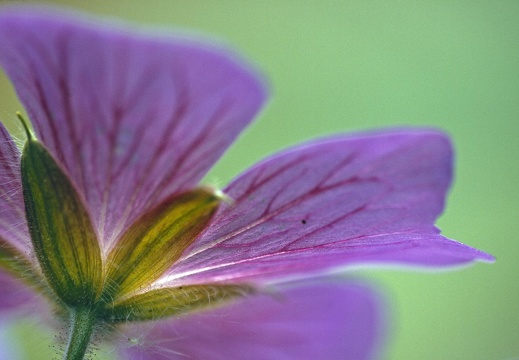 Planzen und Pilze in Roxel