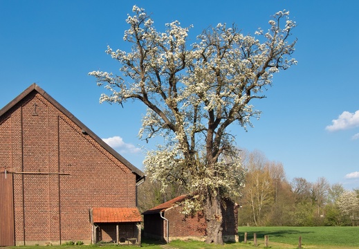 Birne auf Hof Benker 