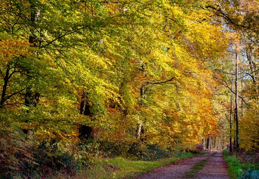 im Brookbusch bei Haus Brook / Rauße