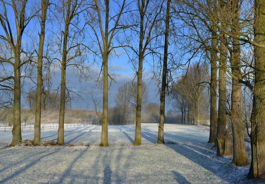 Pappeln an der Aa  2016 / inzwischen gefällt