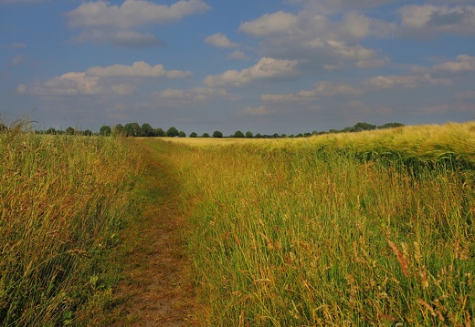 KORNFELD BEI DER ÖSTLICHEN AUTOBAHNRASTSTÄTTE