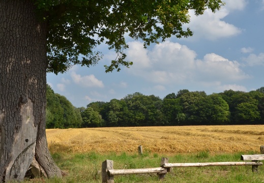 Naturdenkmal Eiche am Ramertsweg