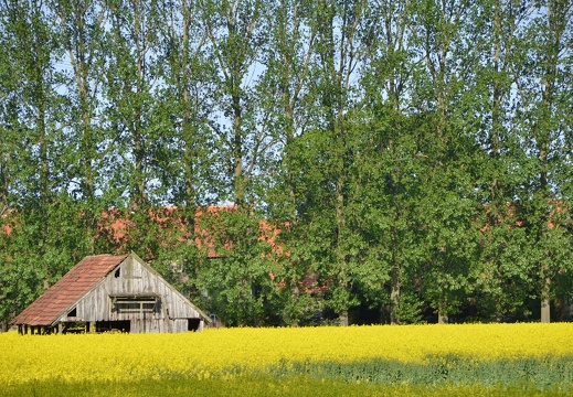 Schuppen und Pappelreihe Heitplatz - historisch, weil beides entfernt 