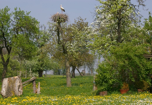 naturnahe Wiese mit Obstbäumen und Störchen auf Haus Witthover