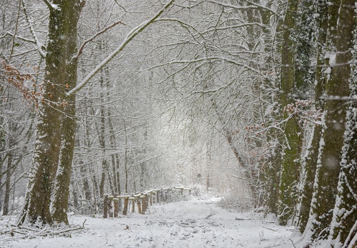 Allee bei Hof Hoffmann im Schneefall