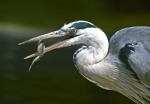 Graureiher auf der Jagd