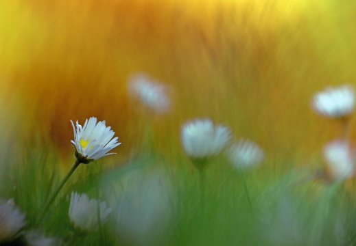 K1600 Gänseblümchen im Rasen