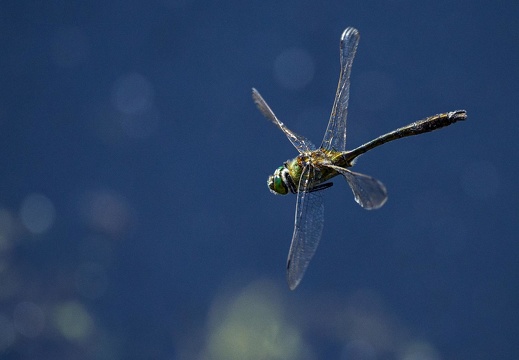 Libelle im Flug