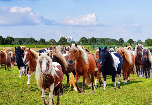 Ponies vor Klinik