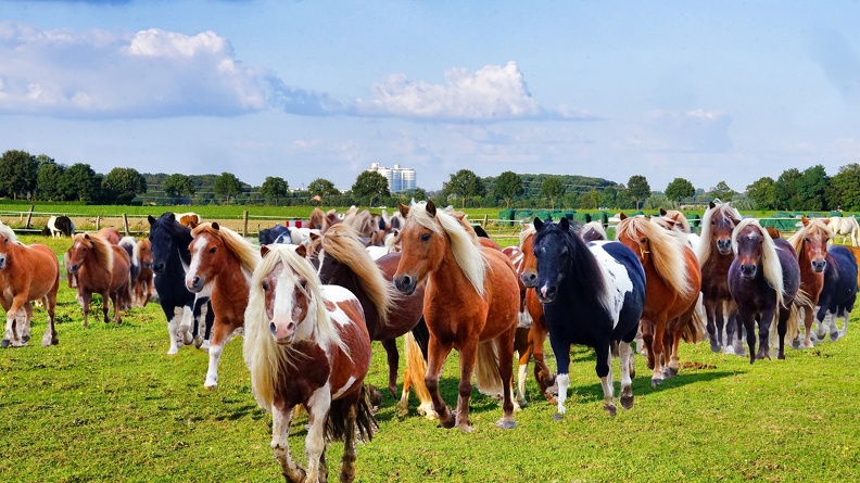 Ponies vor Klinik.jpg