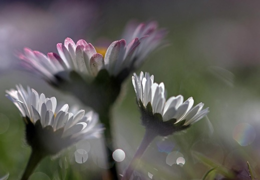 Gänseblümchen