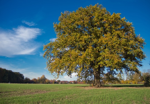 Eiche an der Autobahnraststätte