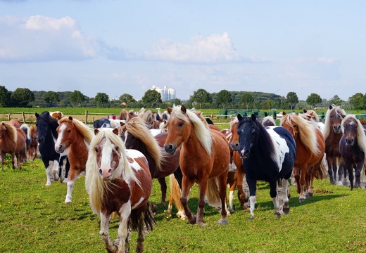 P.O. 1   Ponyherde in Altenroxel