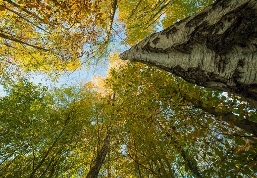 Herbstfarben 