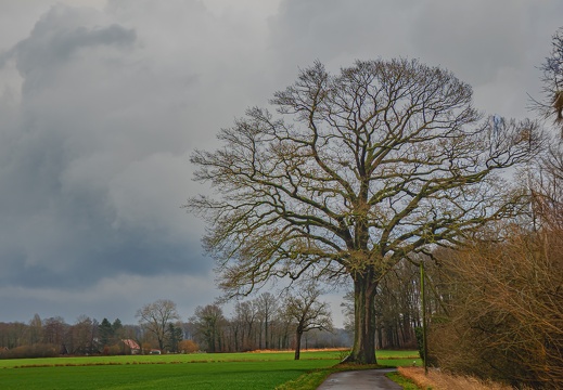 WS Eiche  in Schonebeck