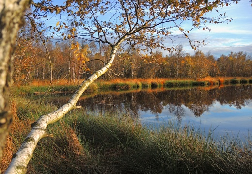WS Venner Moor in Herbstfarben