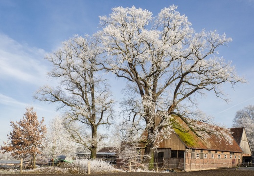 WS Eiche Bei Kückmann
