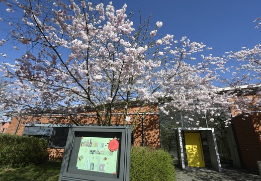 MH  DSC1237 Kirschblüte vor der Kita