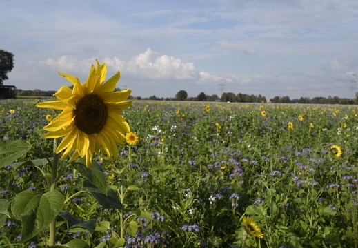 MH  DSC1308 Sonneblumen an derOsthofstrasse
