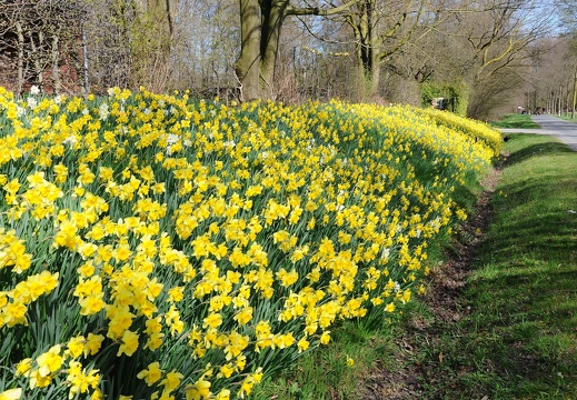 MH DSC 1231 Osterglocken an der Welsingheide