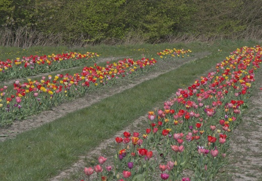 MH  DSC1257 lzn Tulpenfeld Dingbängerweg