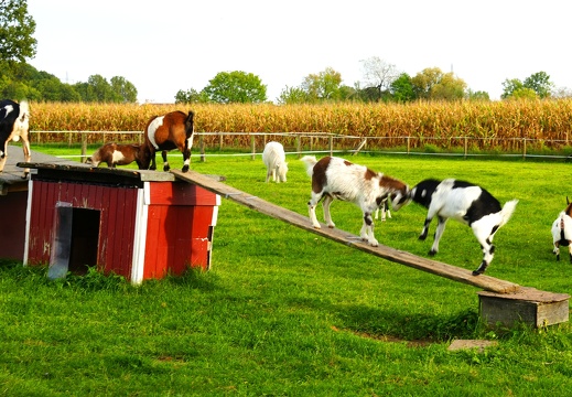 P.O. DSC06491 Ziegen Richtung Nienberge