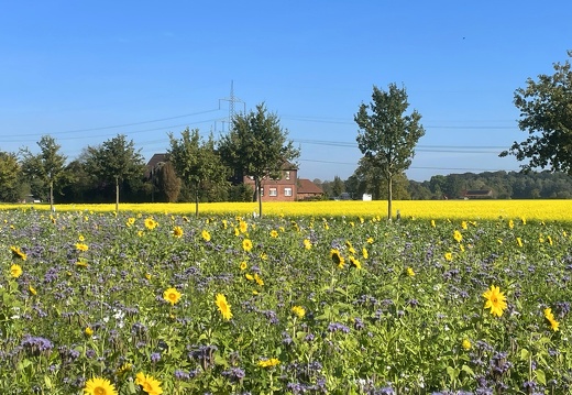 P.O. IMG 2204 Blumenfeld Richtung Albachten