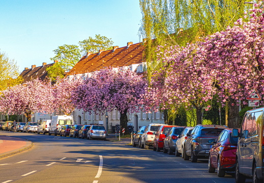 WS Zierkirschblüte am Sentmaringer Weg / Münster