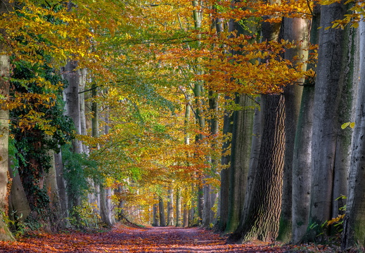 WS Allee bei Schleithoff in Herbstfarben